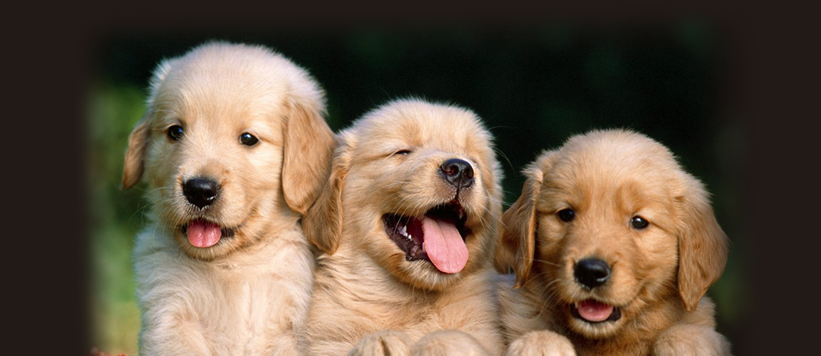 smiling pups